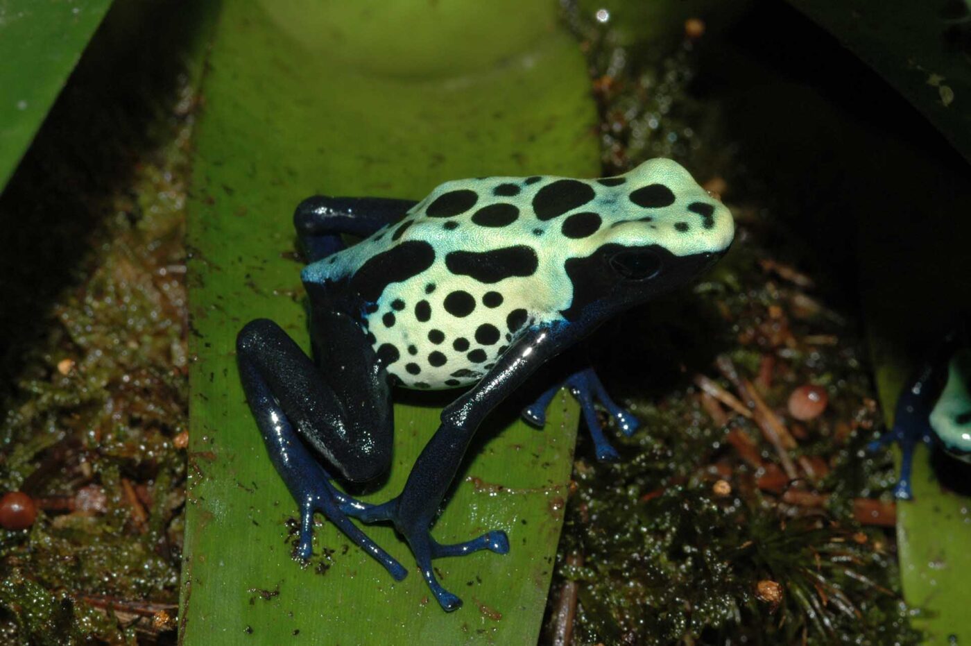 Dendrobates tinctorius