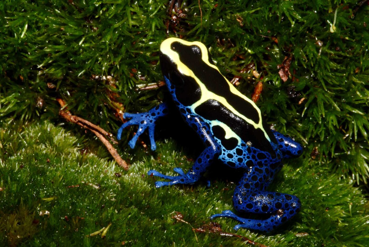 Dendrobates tinctorius