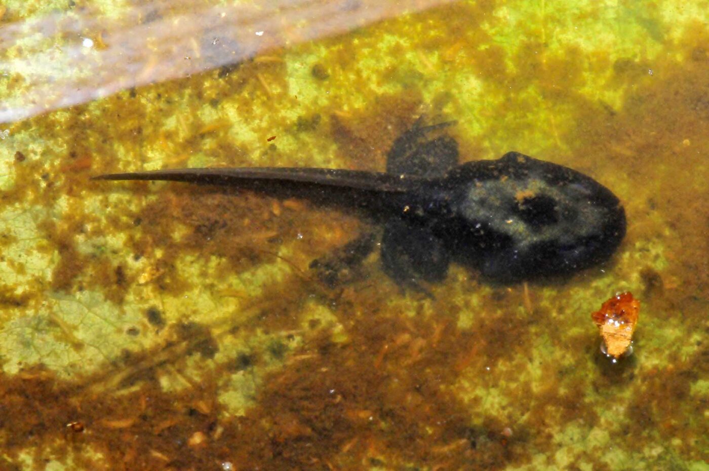 Dendrobates tinctorius tadpole