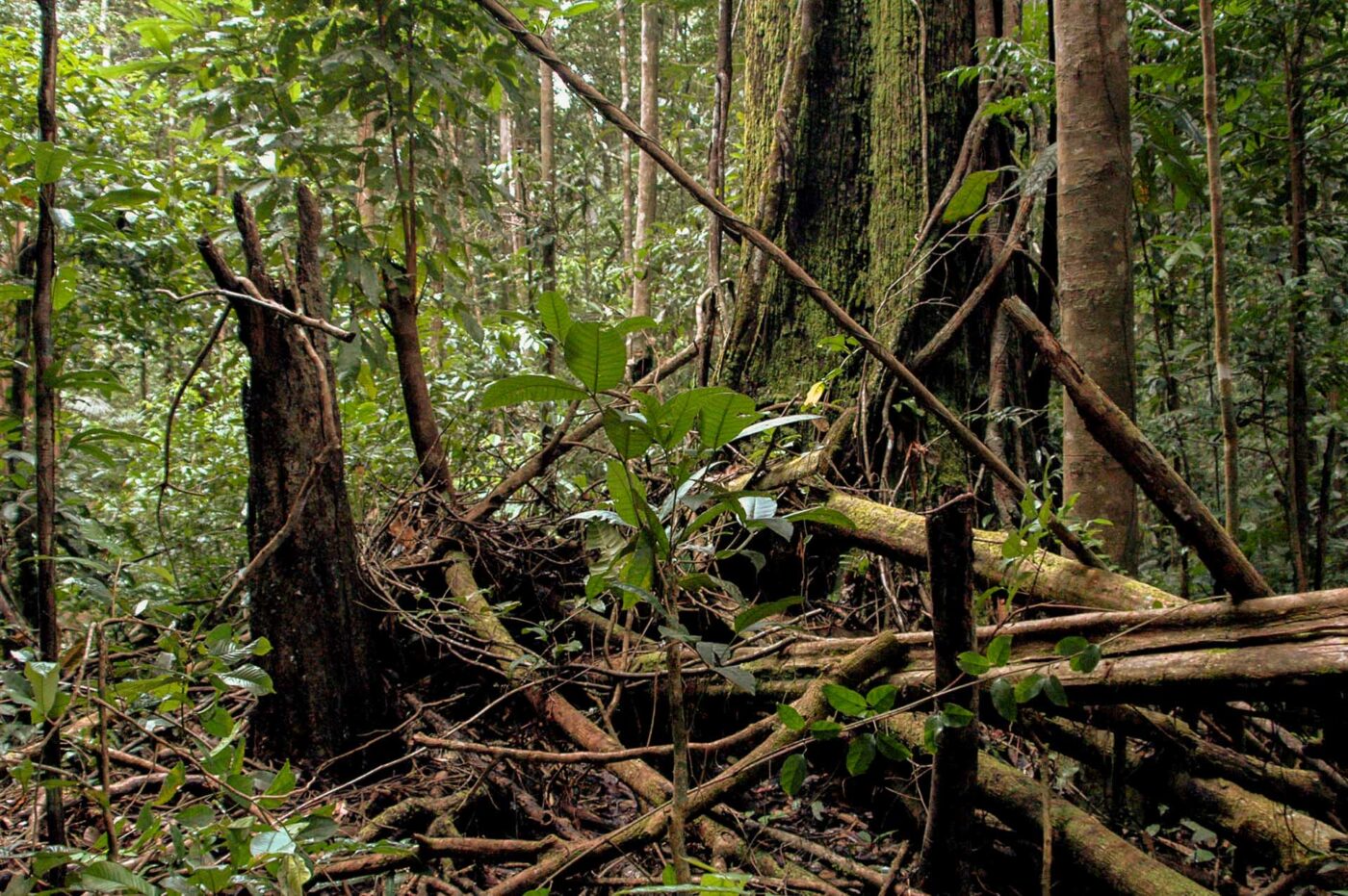 Dendrobates tinctorius habitat