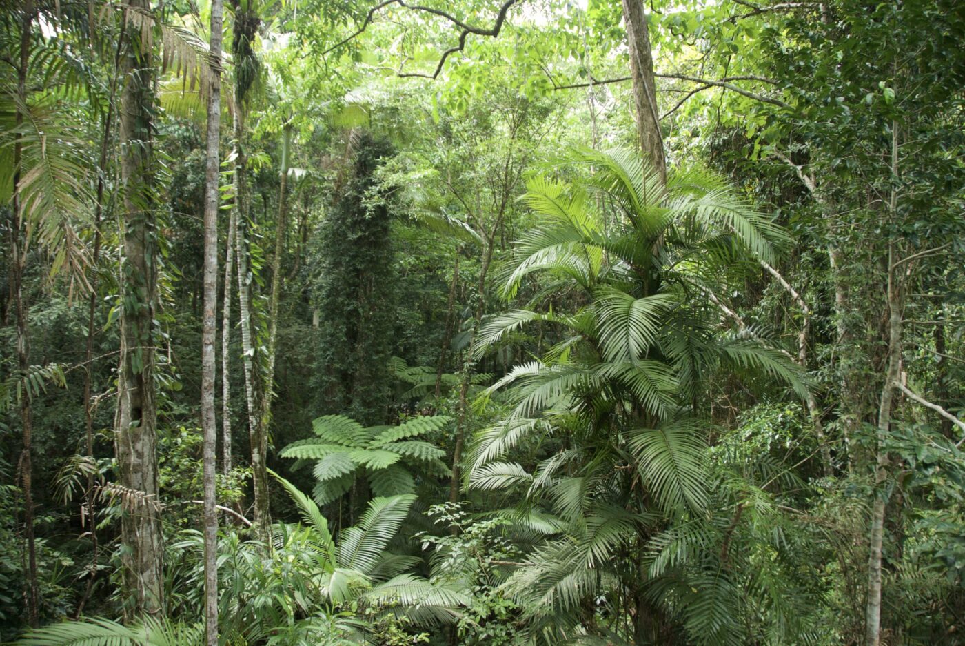 Litoria caerulea habitat