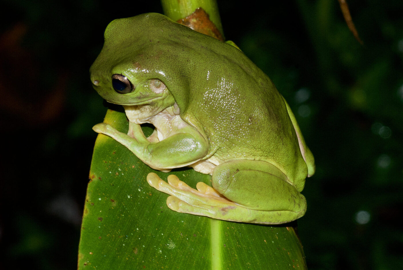 Litoria caerulea