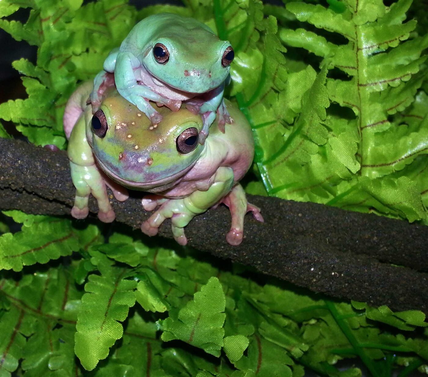 Litoria caerulea