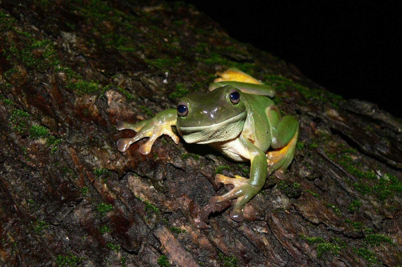 Litoria caerulea