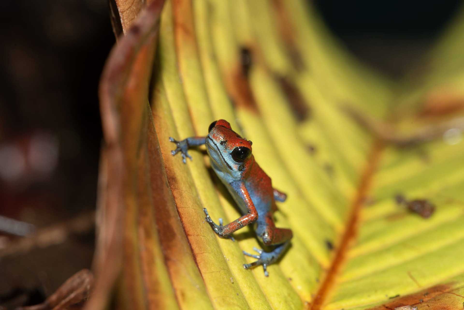 Île Escudo De Veraguas