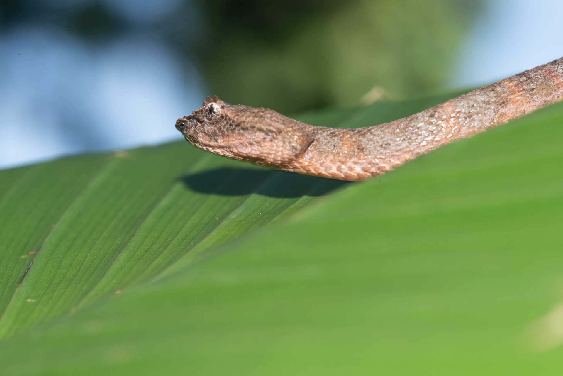 Île Escudo De Veraguas