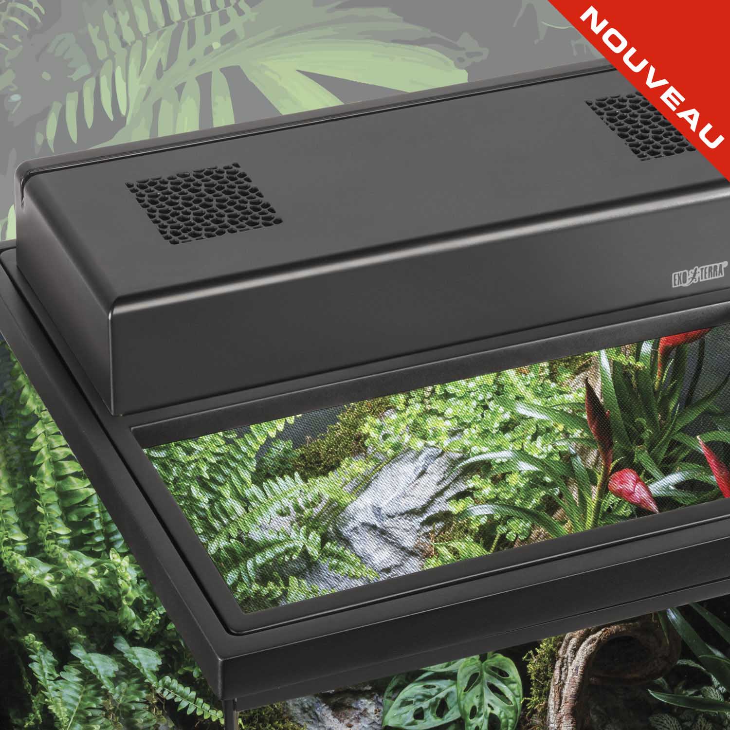 Chuckwalla (Sauromalus ater)