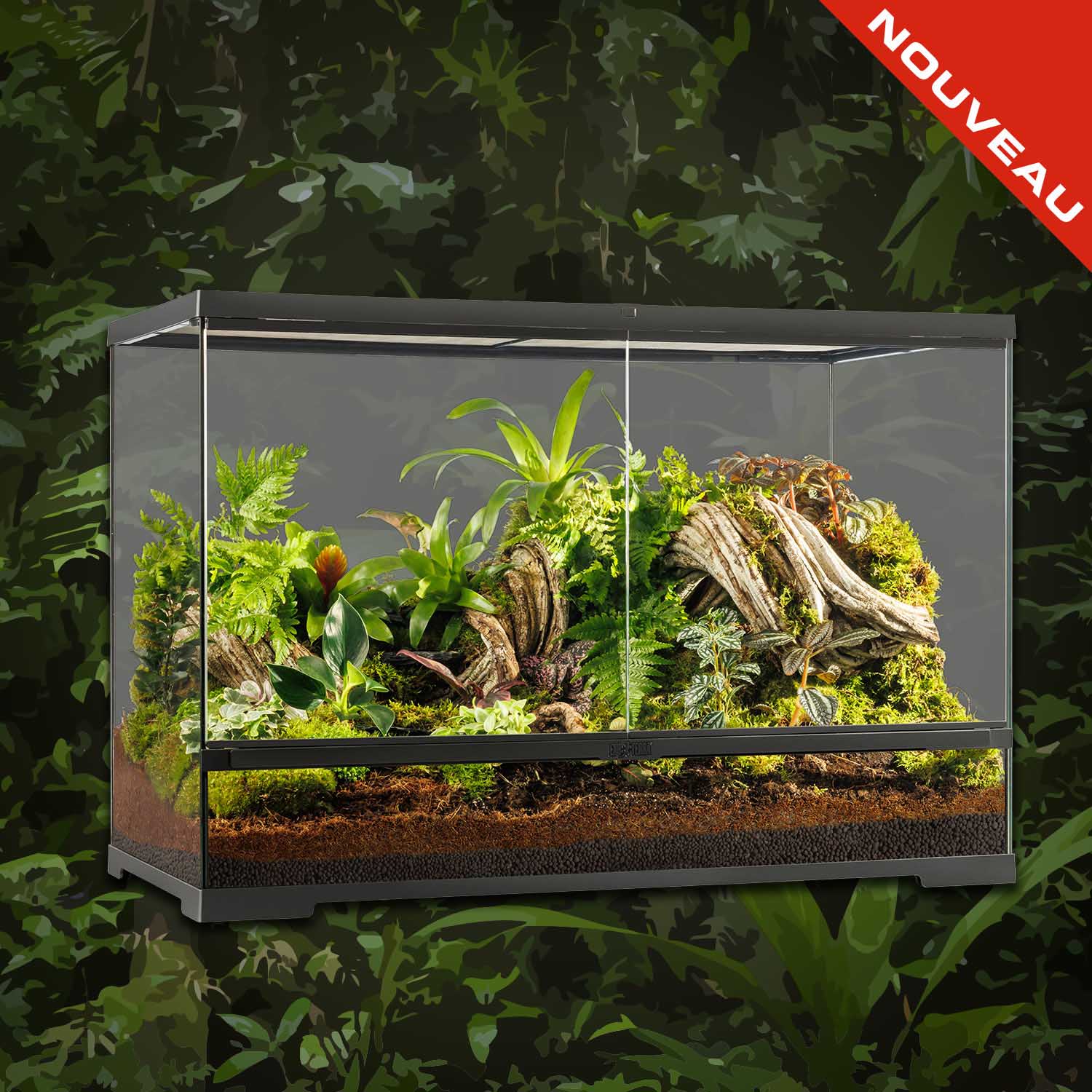 Chuckwalla (Sauromalus ater)