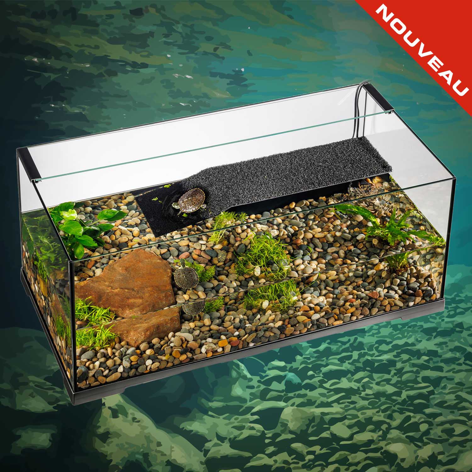 Chuckwalla (Sauromalus ater)