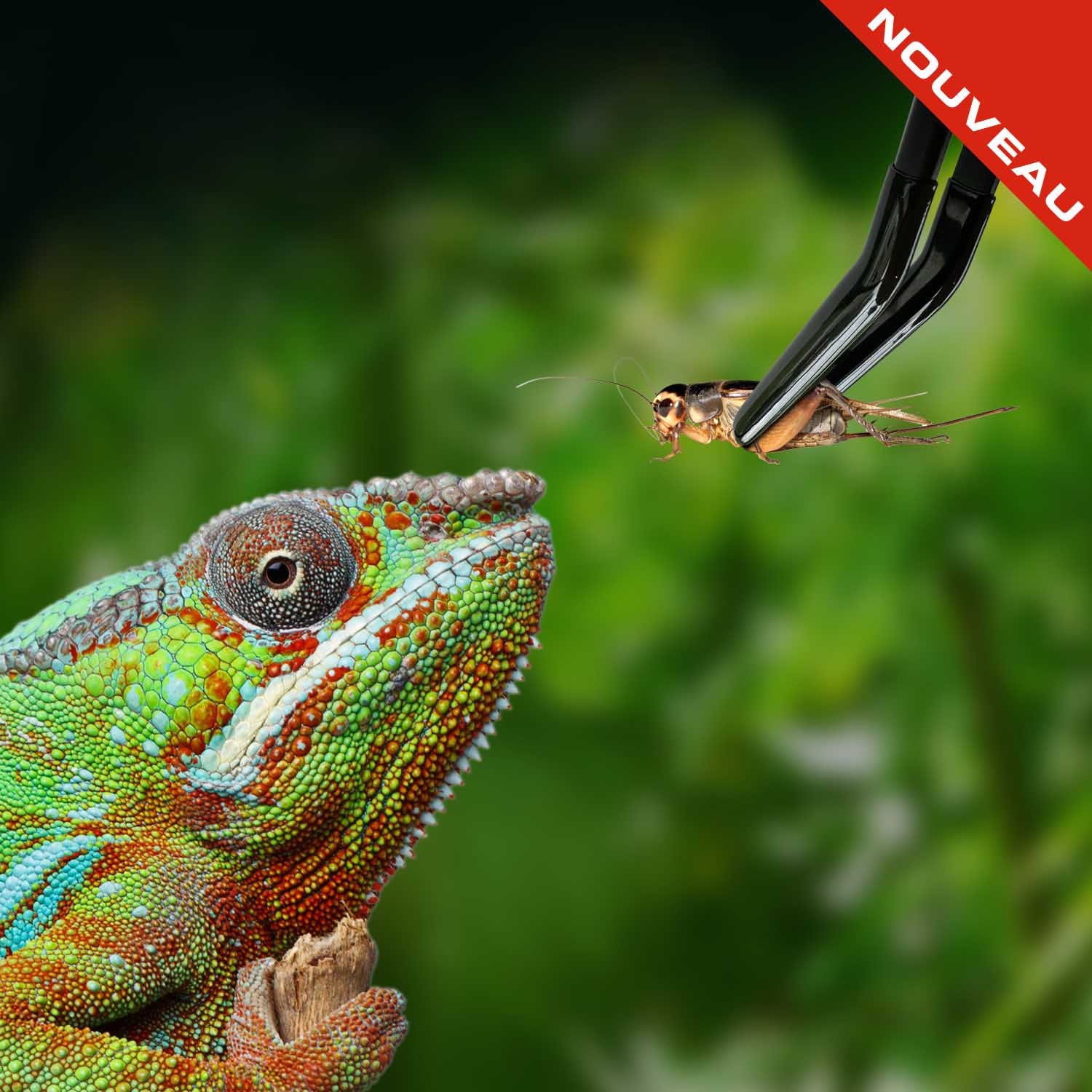 Chuckwalla (Sauromalus ater)