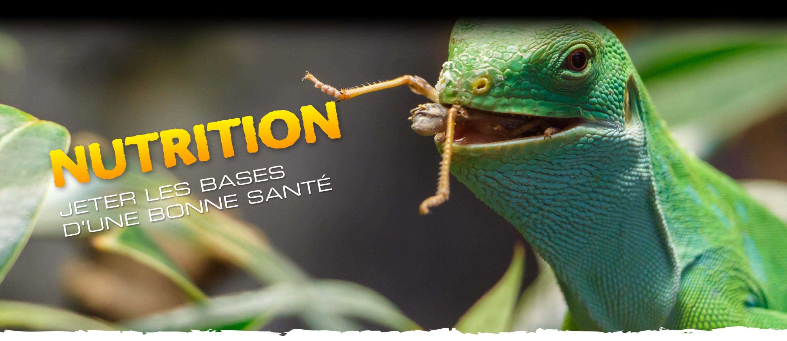 Dragon Grub, Une Nourriture Pour Reptiles Pas Comme Les Autres ! Exo