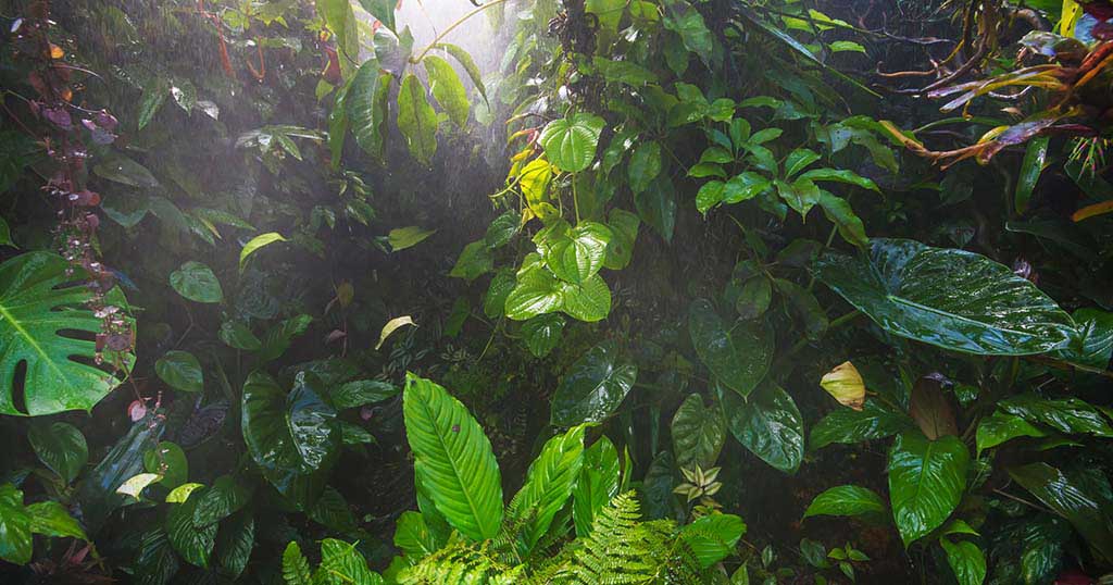 Améliorer les conditions dans le terrarium