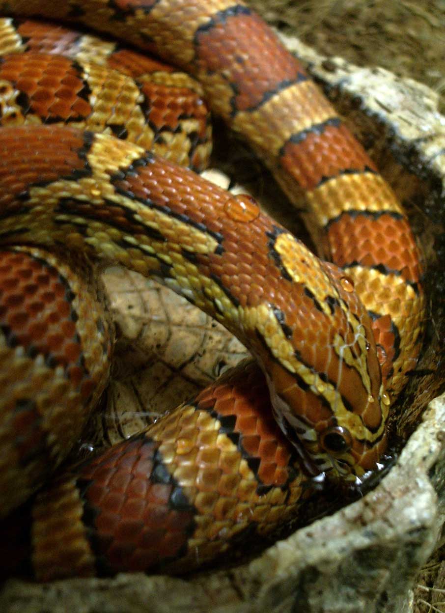 Pantherophis guttatus