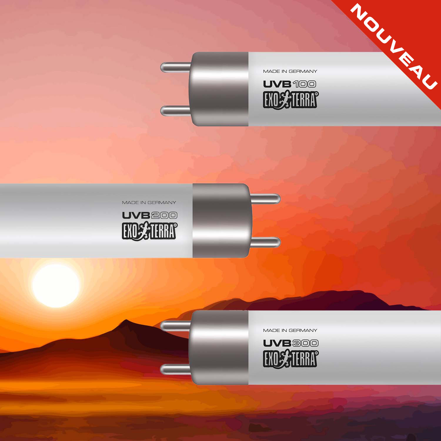 Chuckwalla (Sauromalus ater)