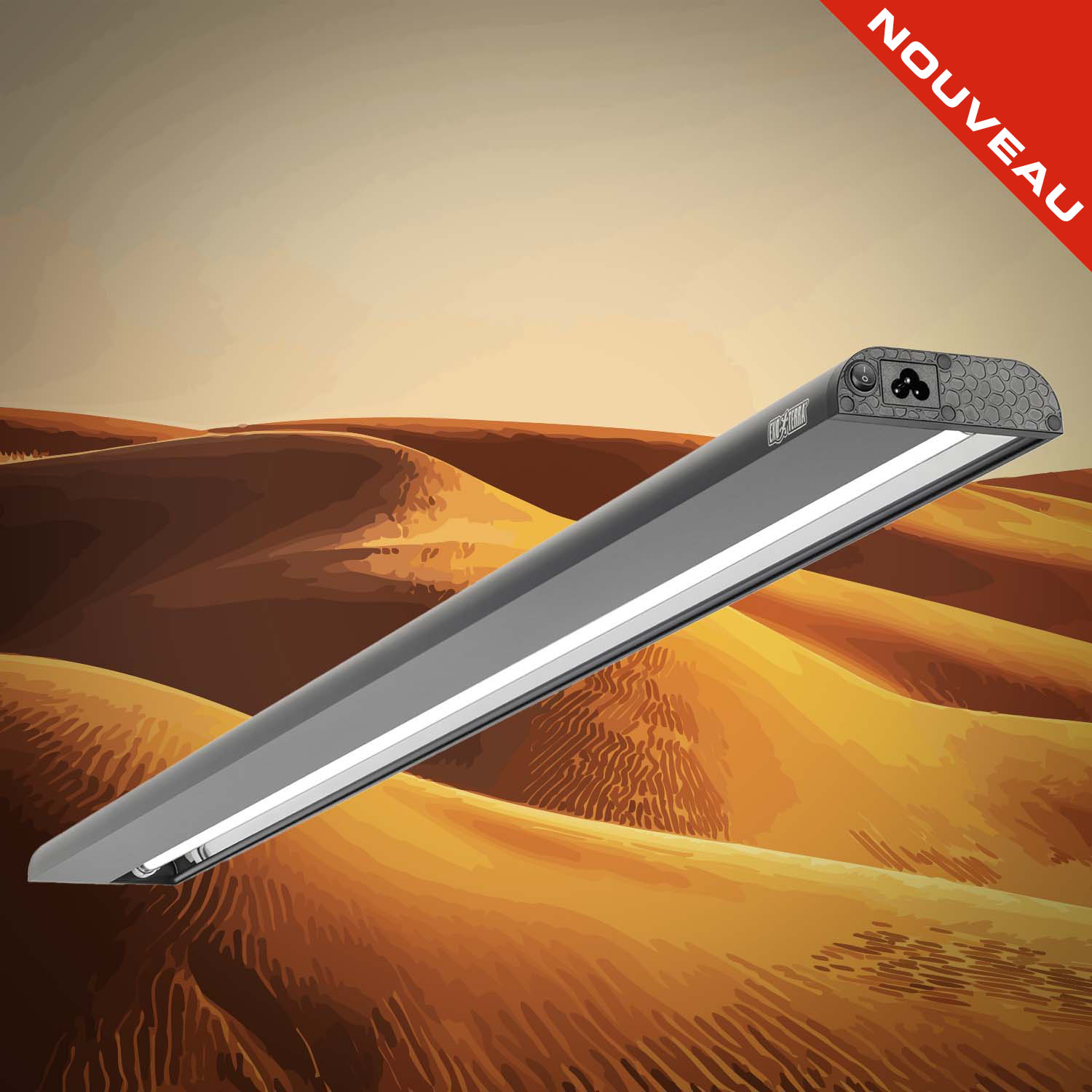 Chuckwalla (Sauromalus ater)