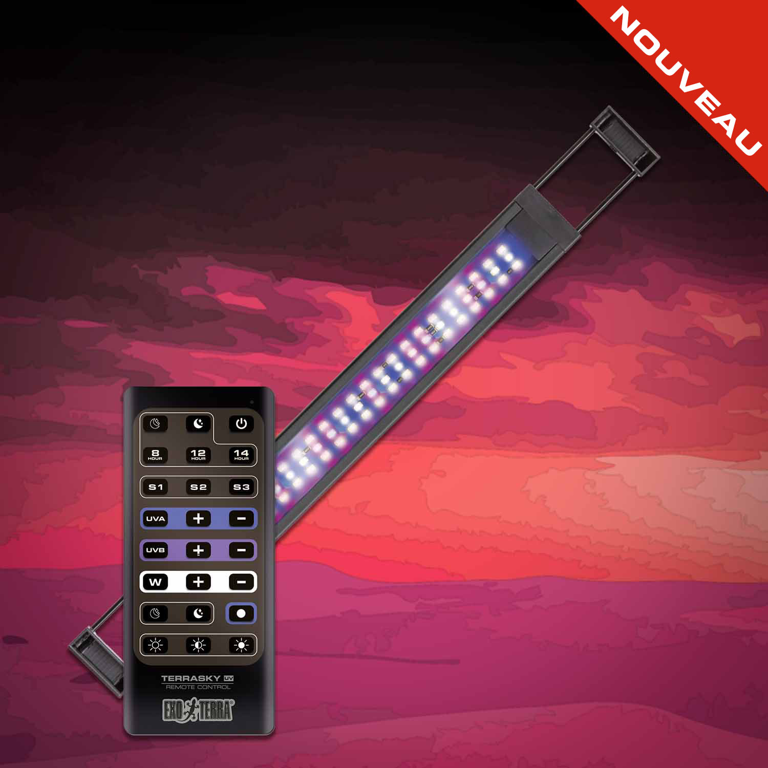 Chuckwalla (Sauromalus ater)