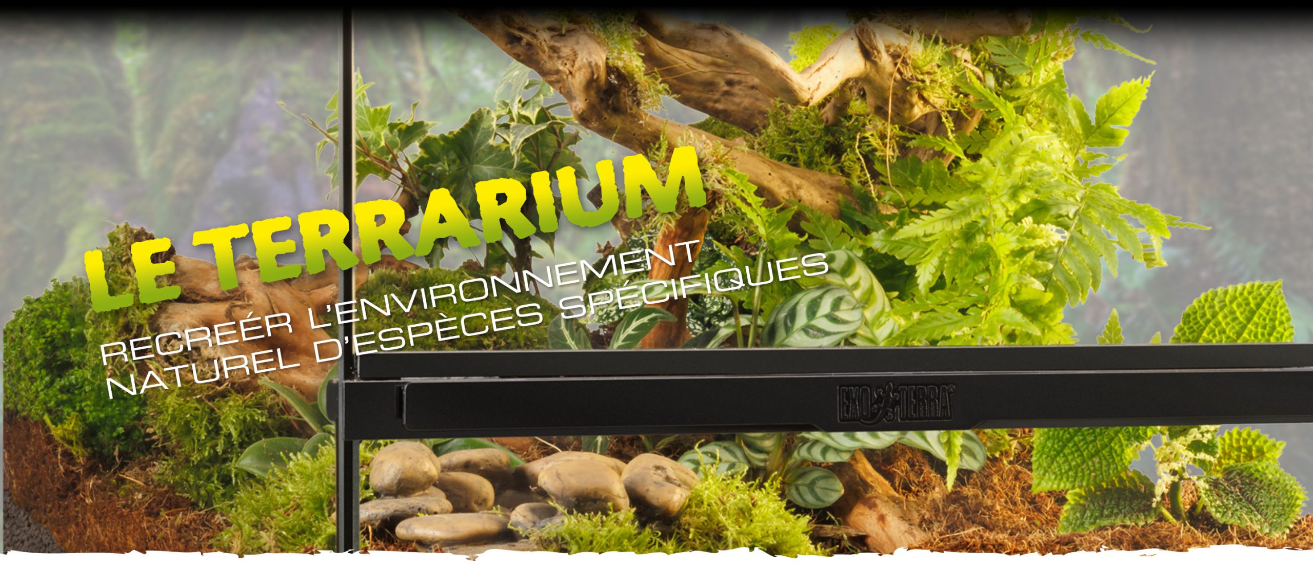 The terrarium is without doubt the most important aspect of successful reptile and amphibian keeping.