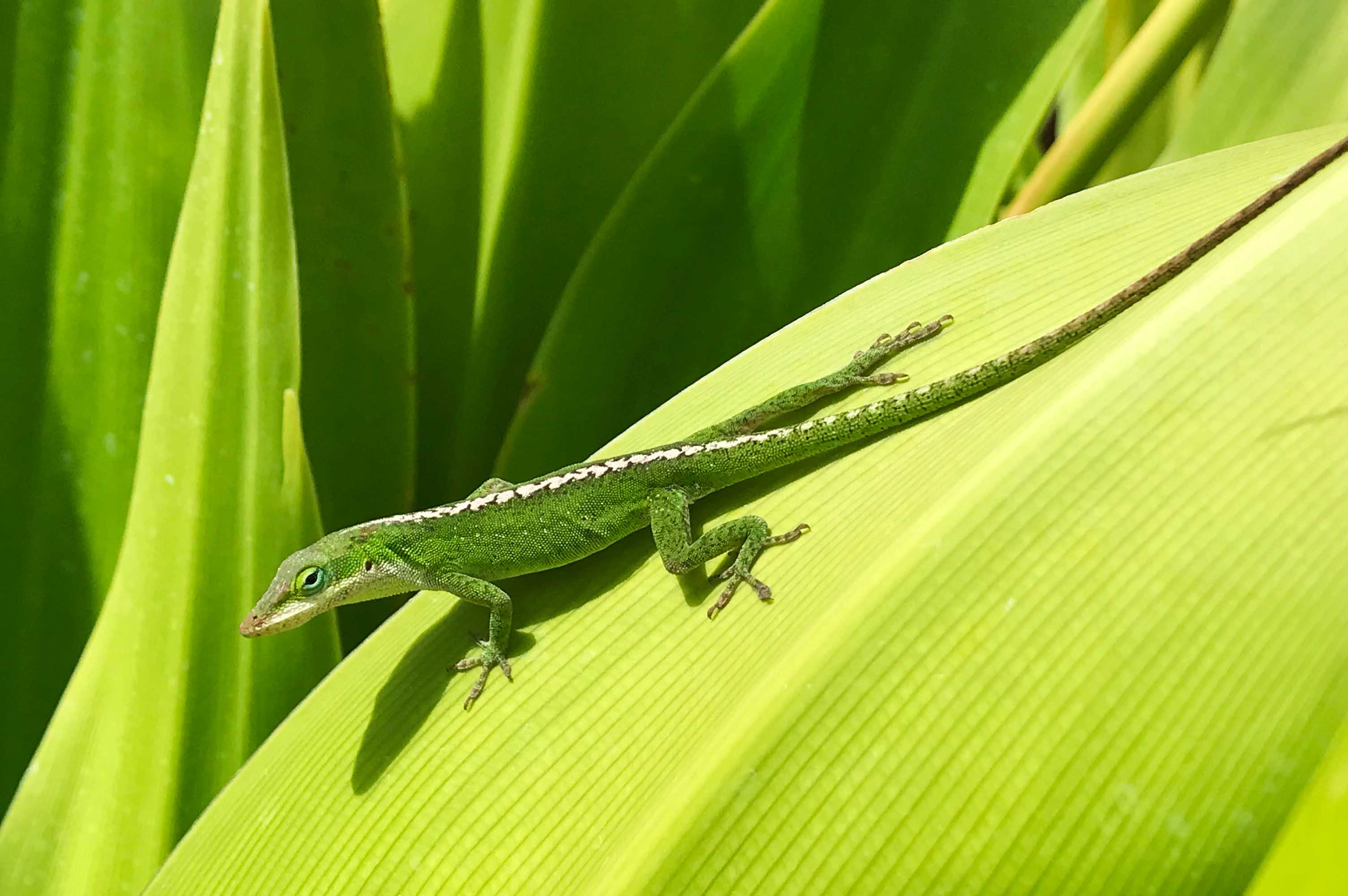Vitamine D3 Et Reptiles : Un Lien Vital
