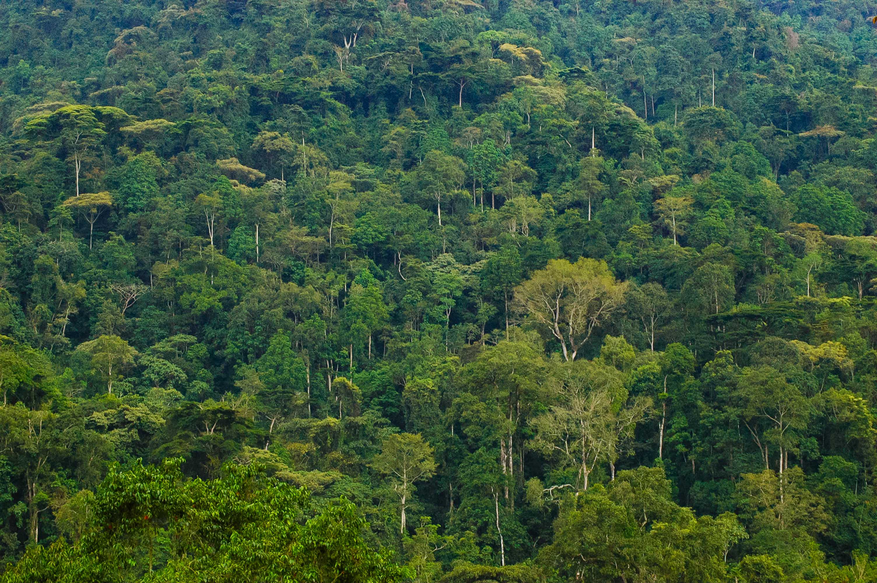 Forêt Impénétrable De Bwindi