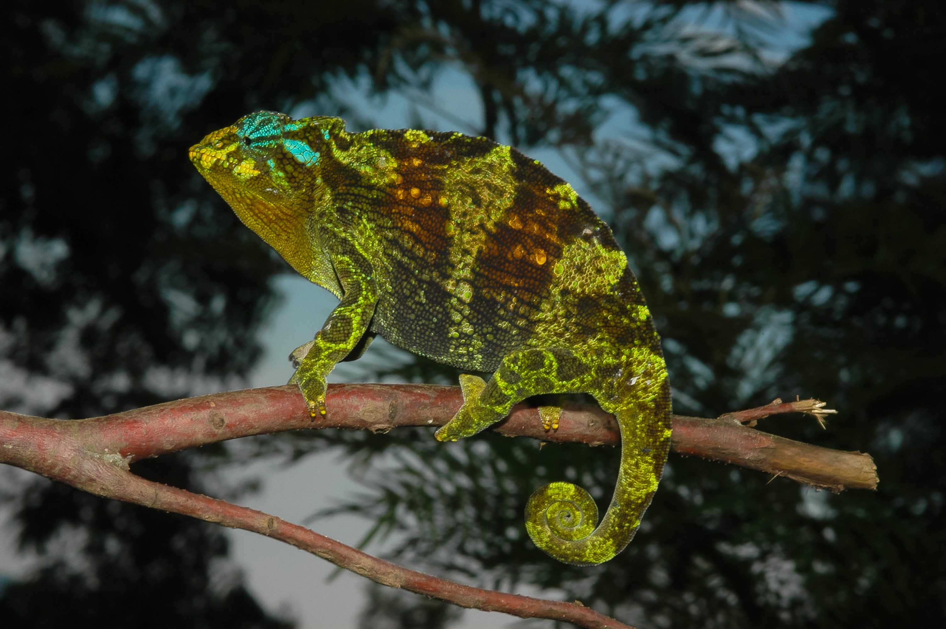 Forêt Impénétrable De Bwindi