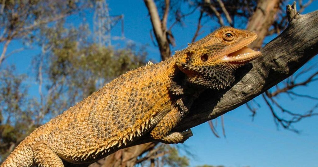 Pourquoi Ai-je Besoin D'un Thermostat ?