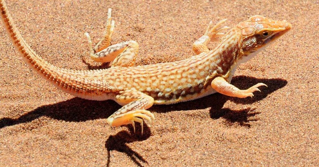 Qu'est-ce Que La Thermorégulation ?