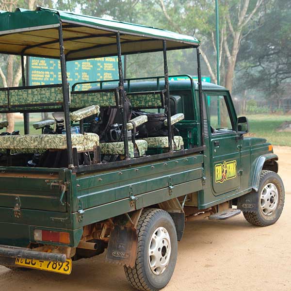 Chuckwalla (Sauromalus ater)