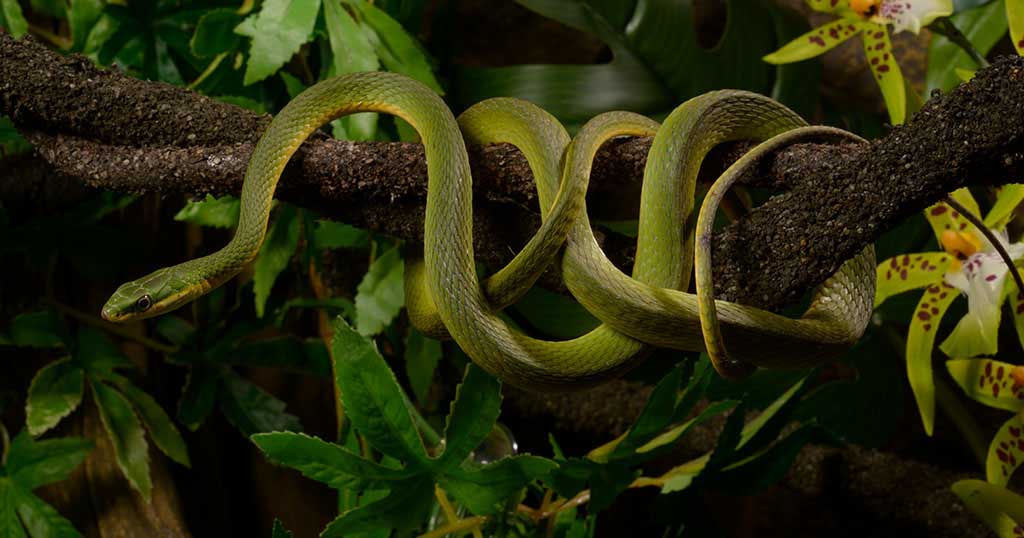 Ton support régional Exo Terra