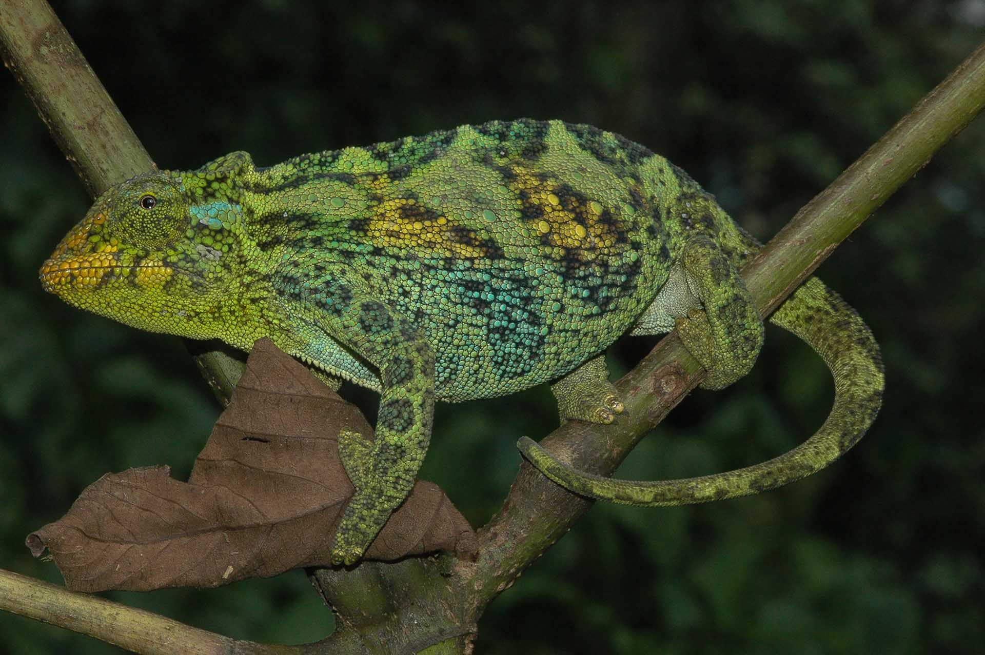 Les Montagnes Rwenzori