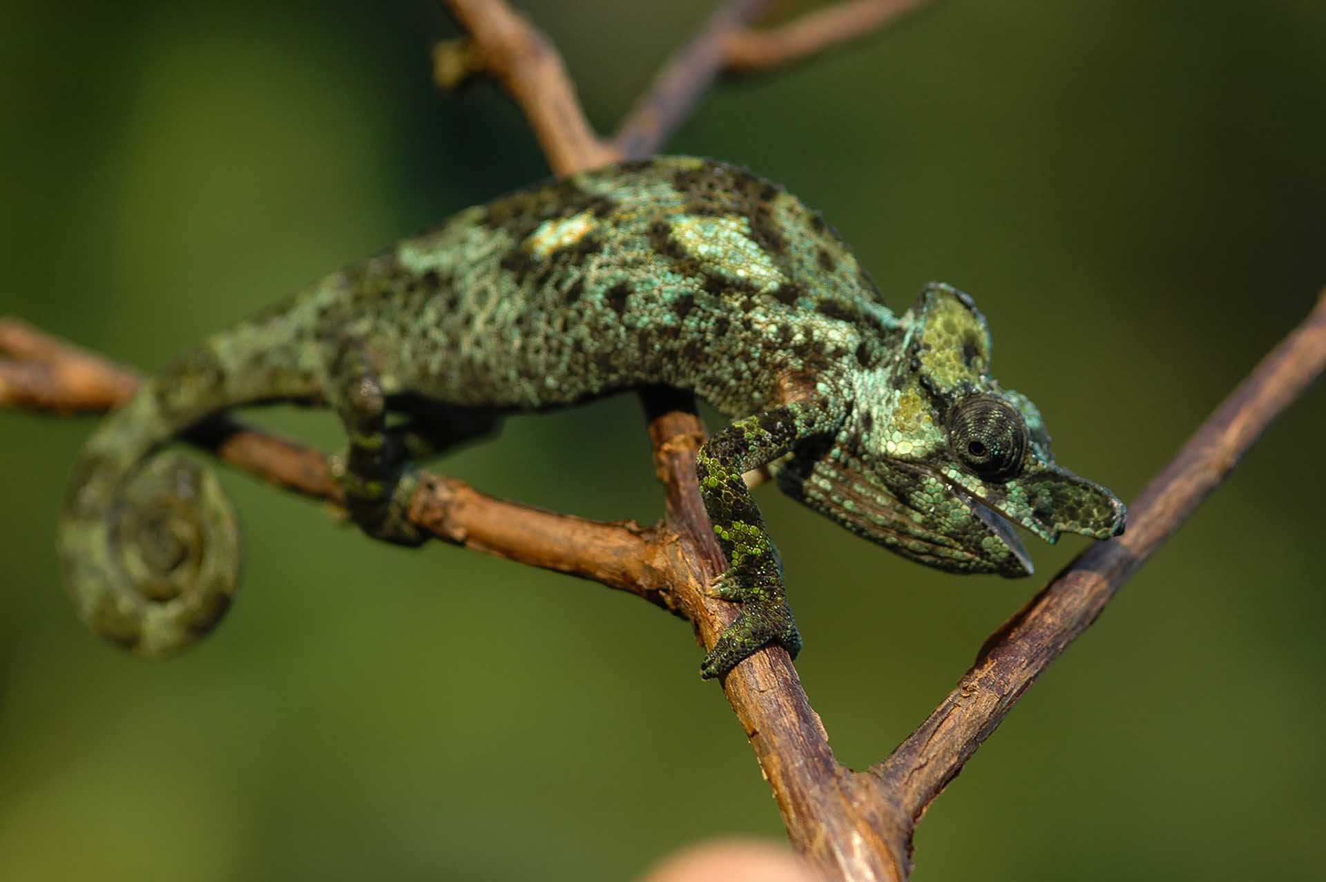 Les Montagnes Rwenzori
