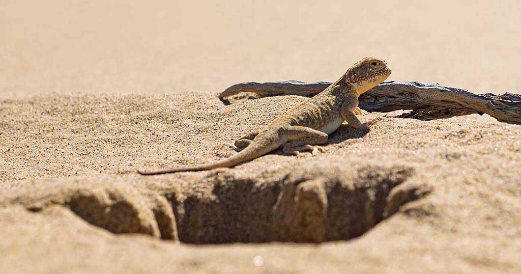 Les Sanctuaires Souterrains