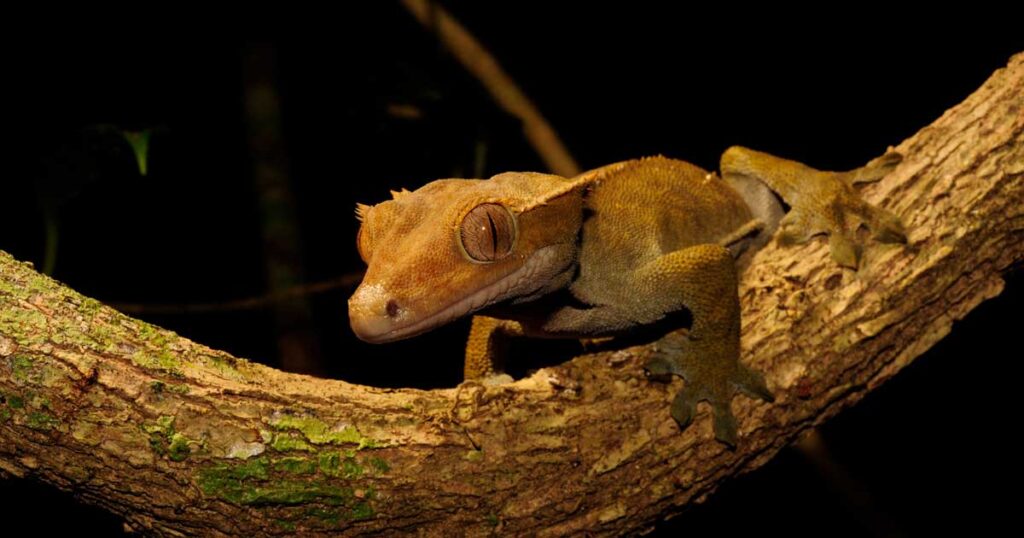 Correlophus ciliatus