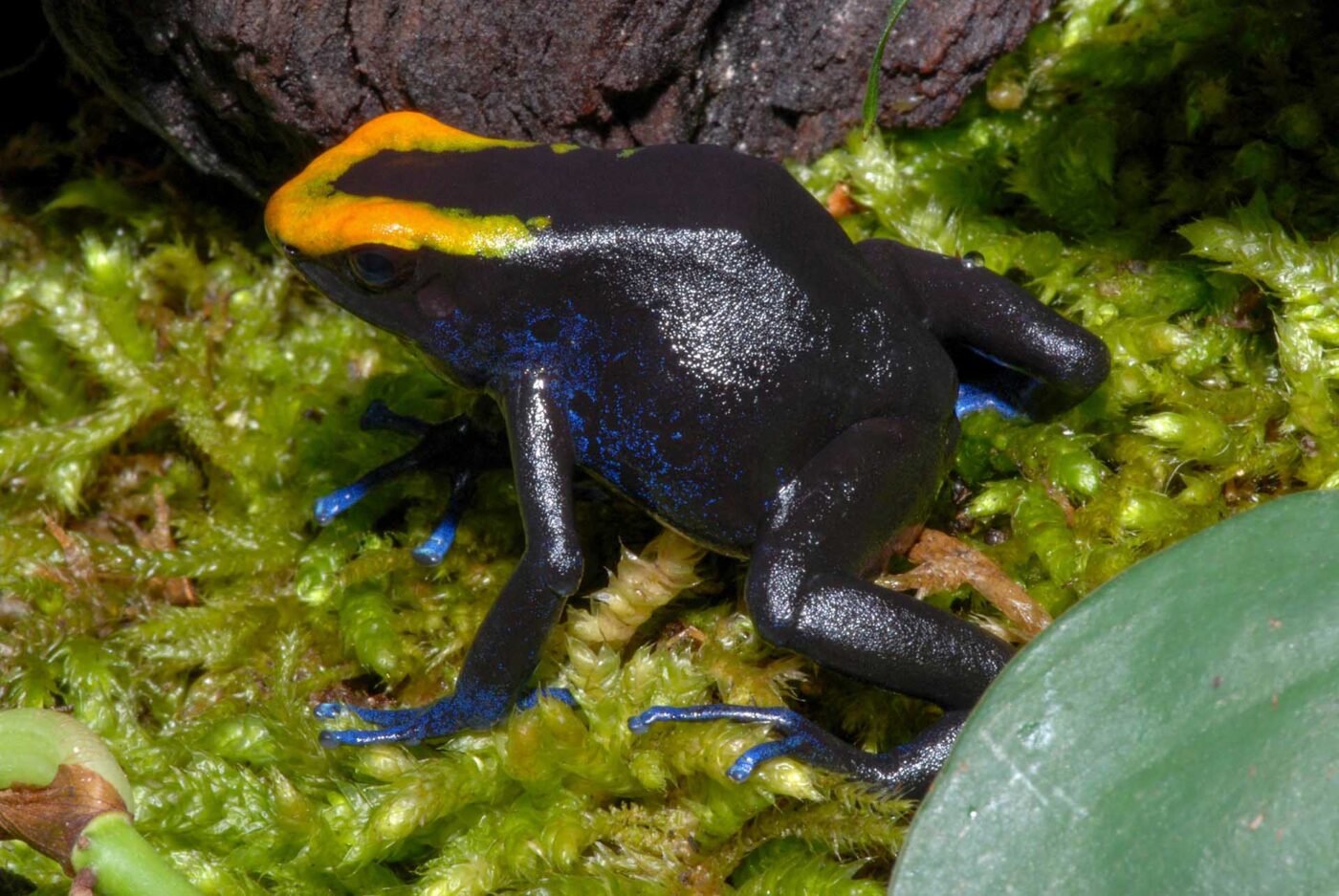 Dendrobates tinctorius
