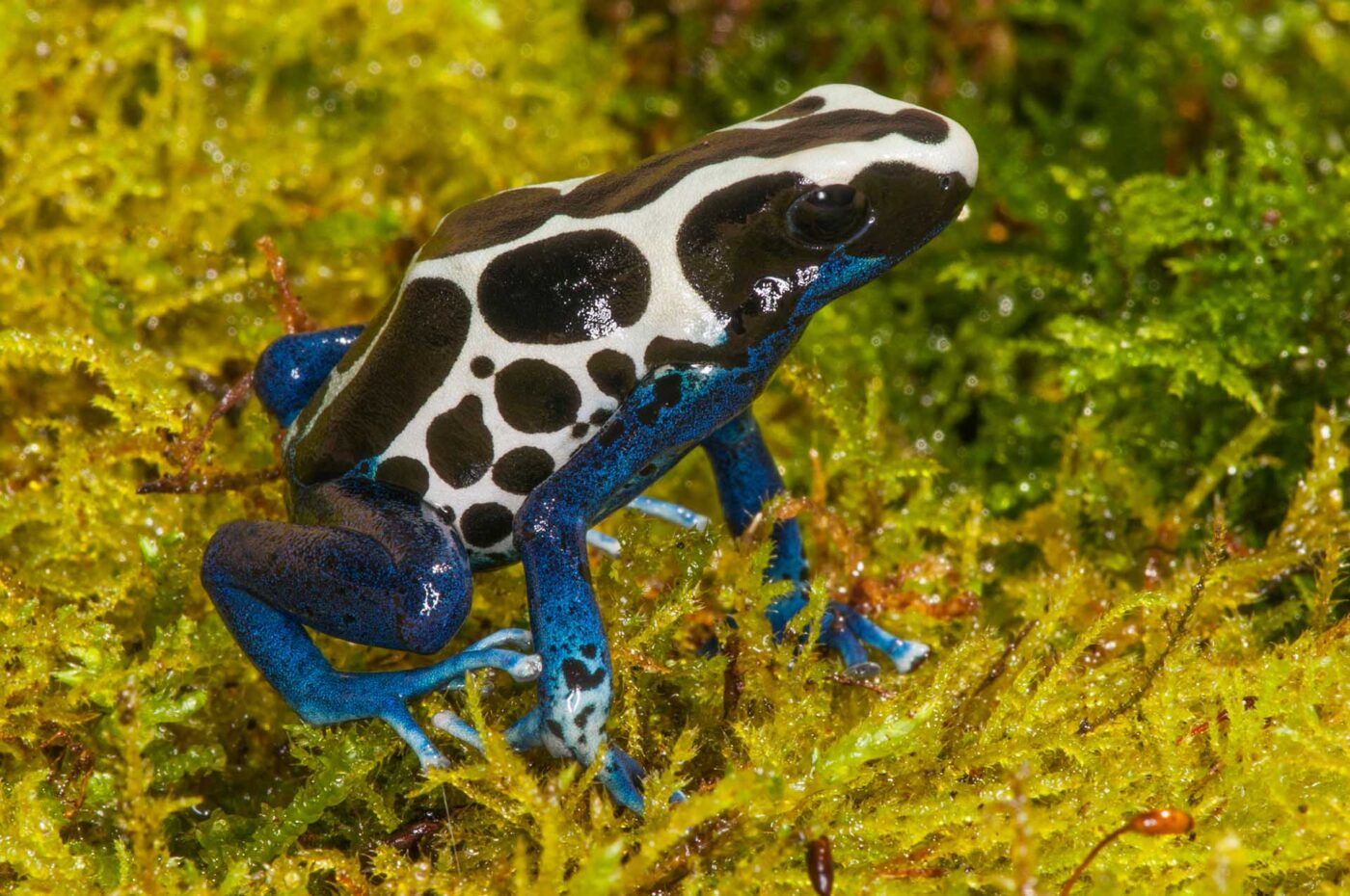 Dendrobates tinctorius