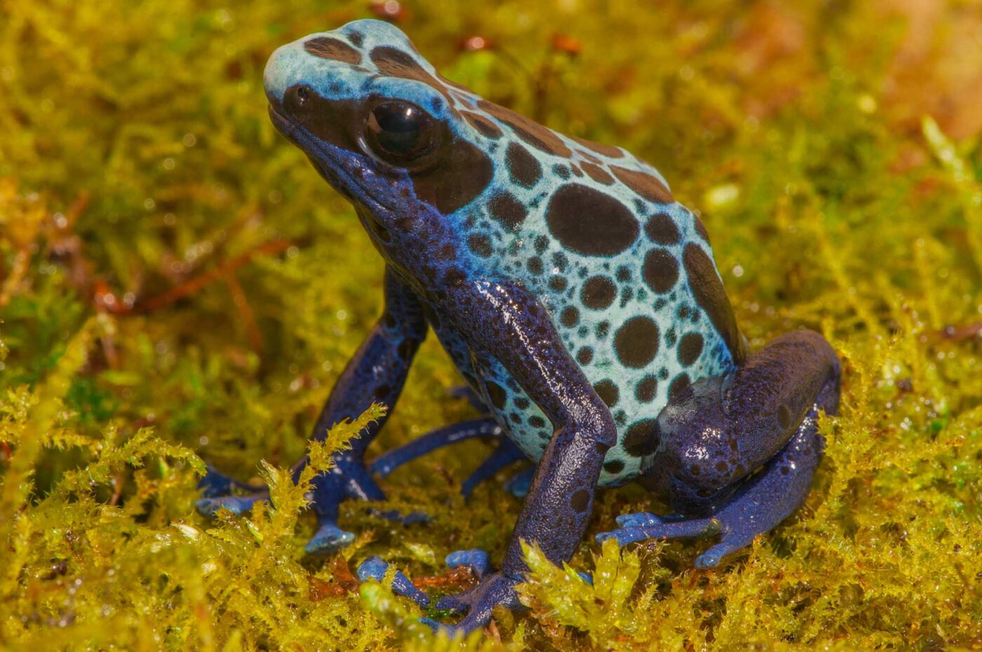 Dendrobates tinctorius