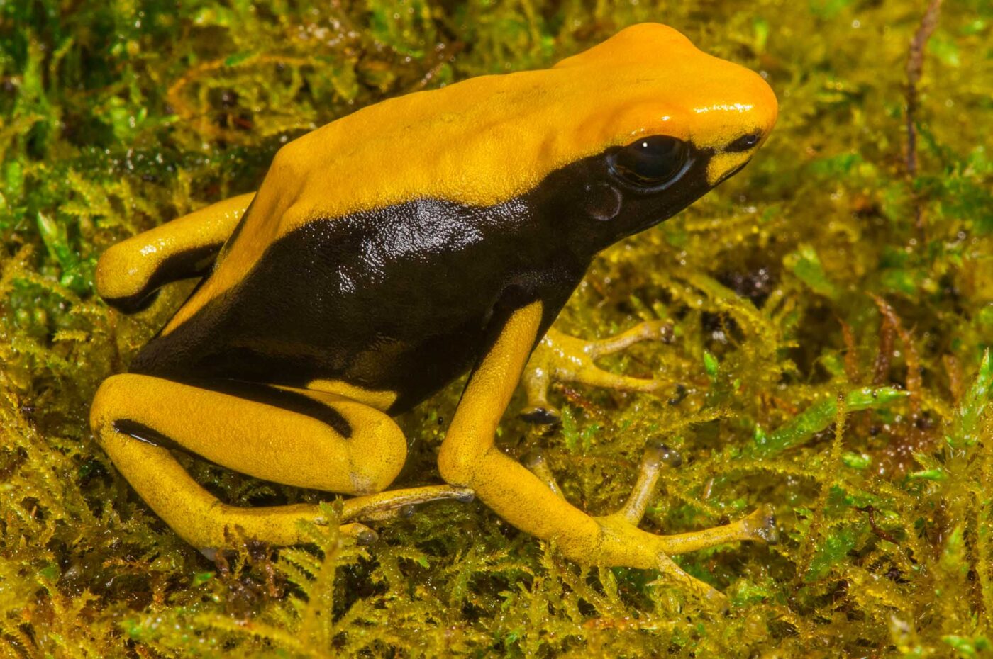 Dendrobates tinctorius
