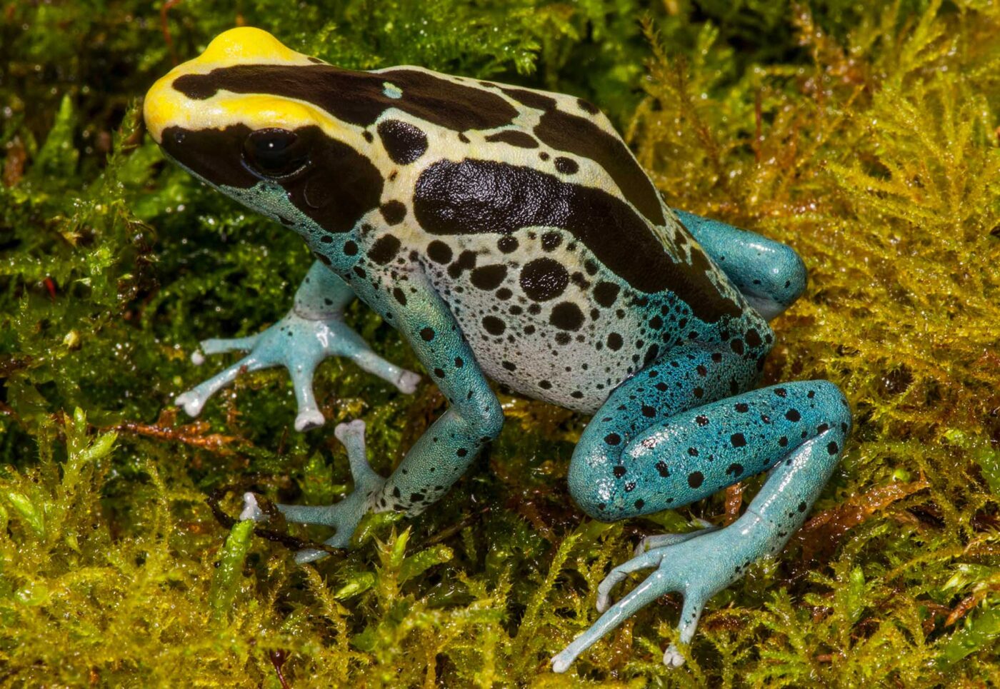 Dendrobates tinctorius