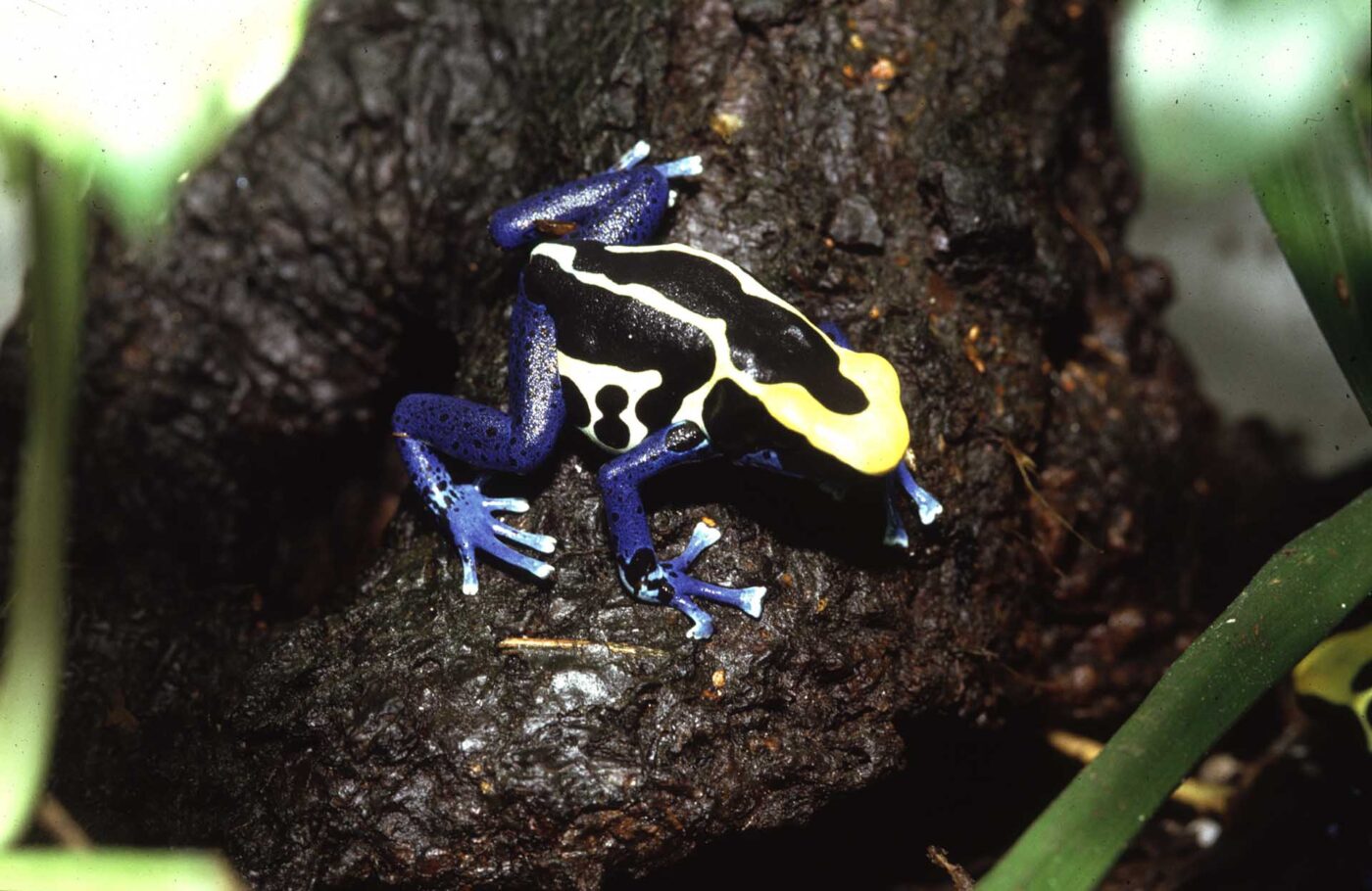 Dendrobates tinctorius