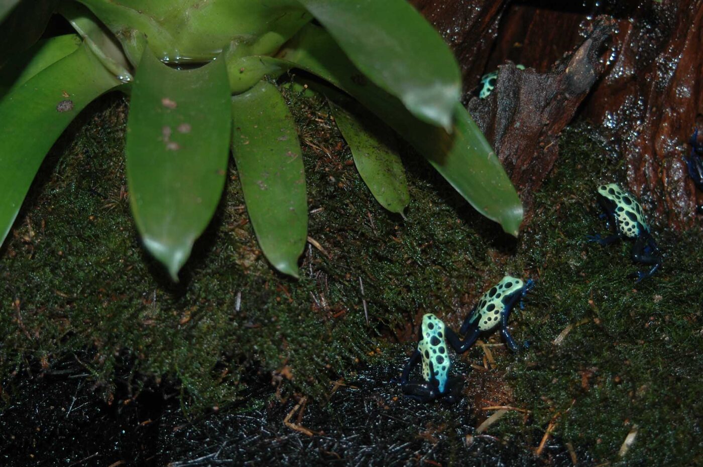 Dendrobates tinctorius