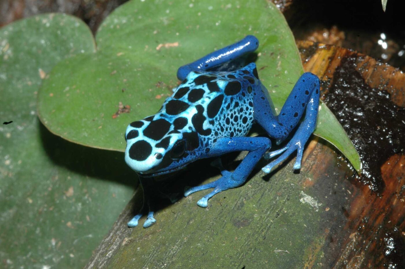 Dendrobates tinctorius