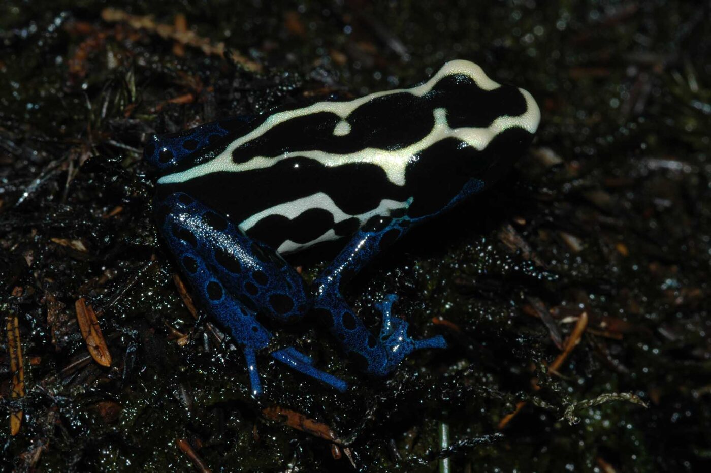 Dendrobates tinctorius