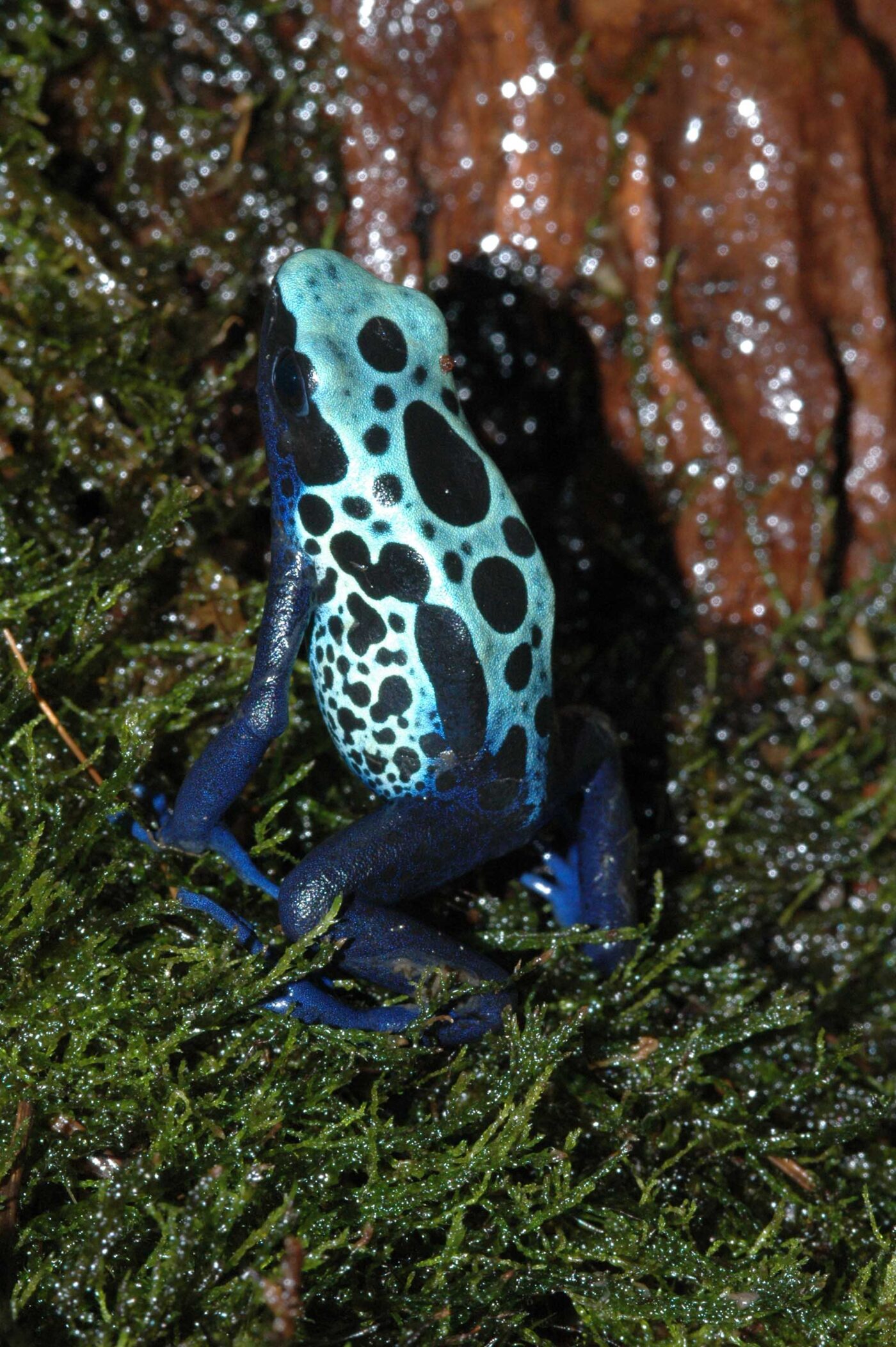 Dendrobates tinctorius