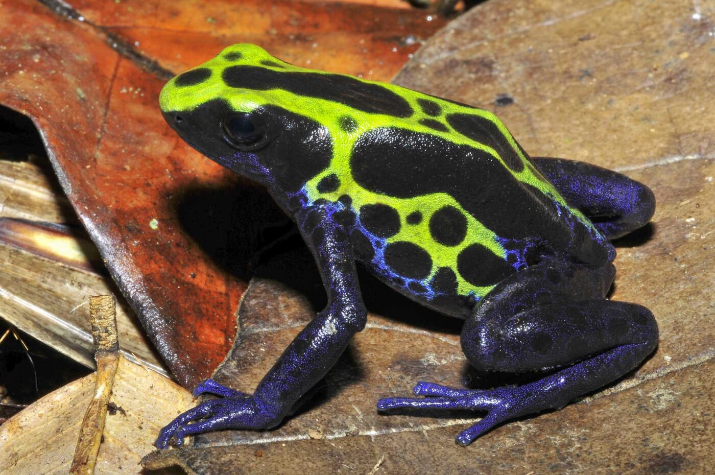 Dendrobates tinctorius