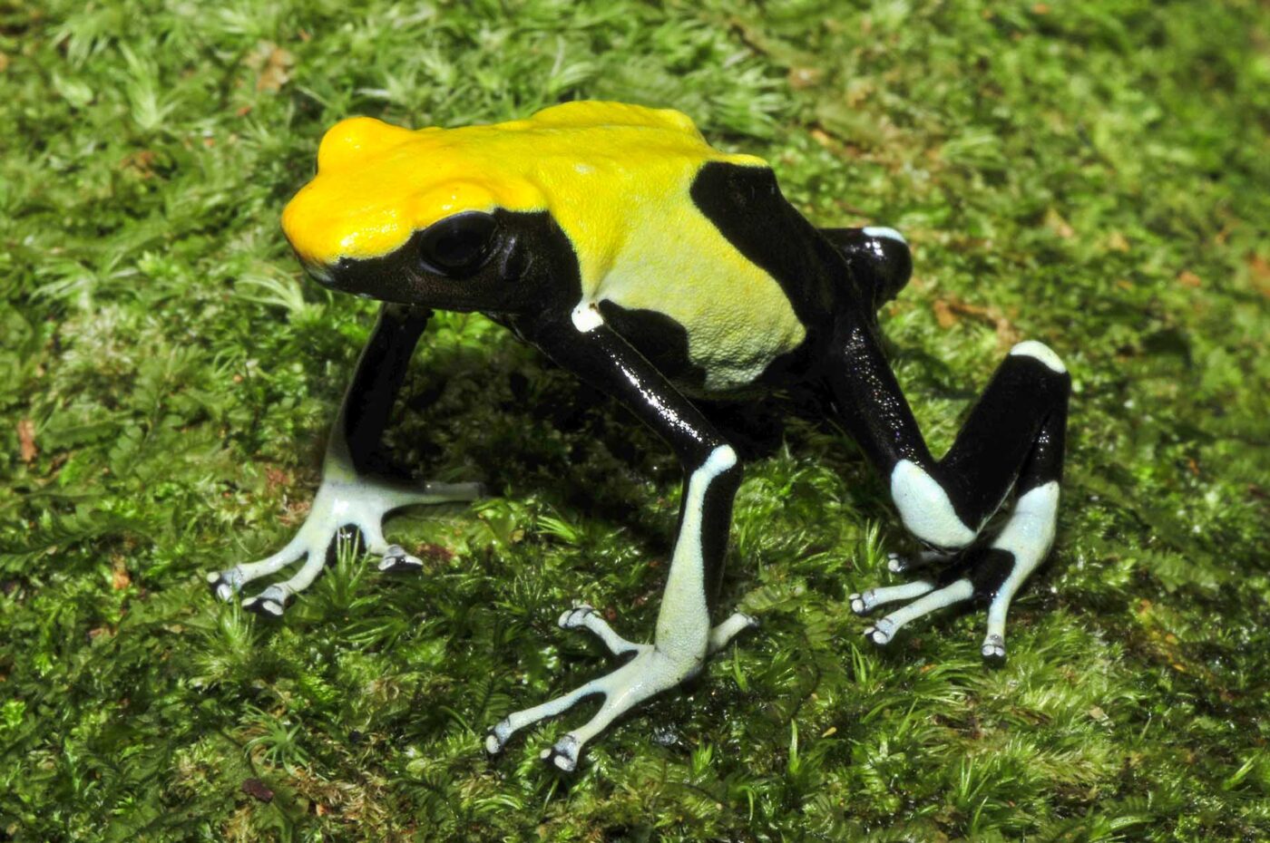 Dendrobates tinctorius