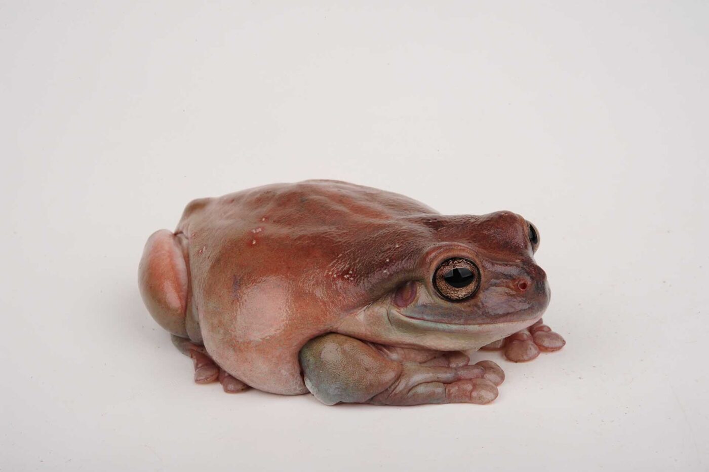 Litoria caerulea