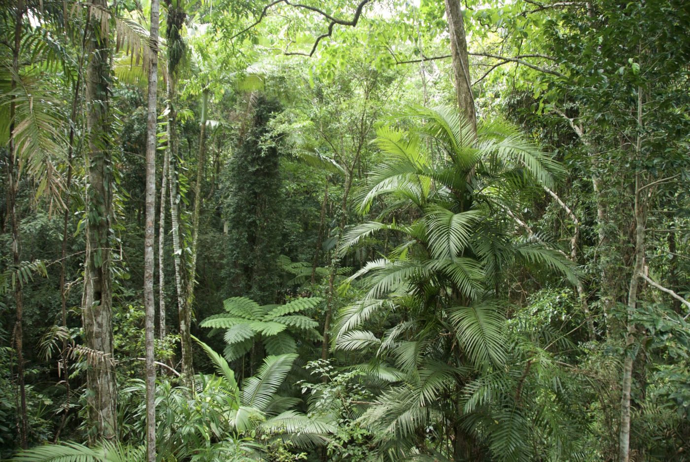 Litoria caerulea habitat