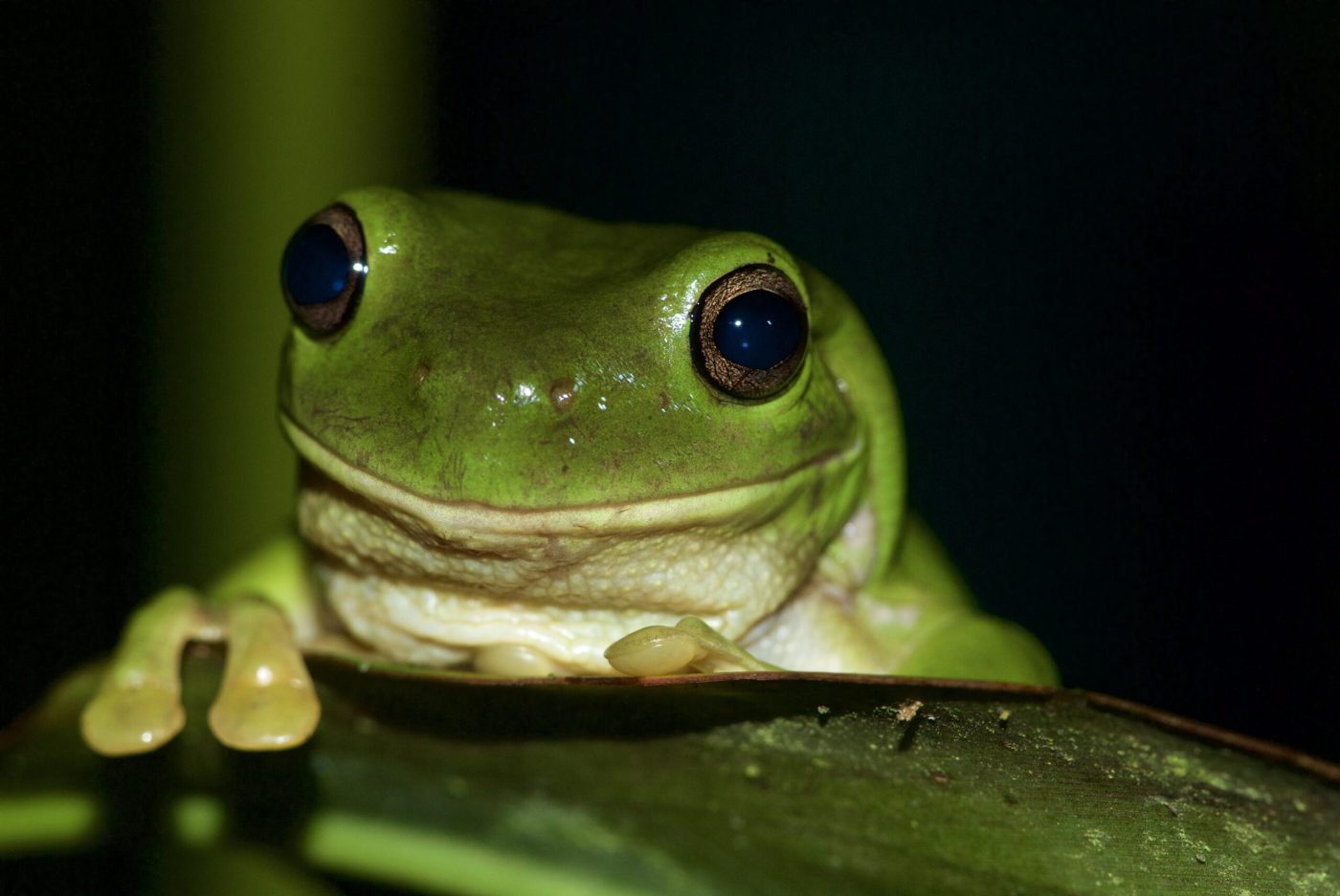Litoria caerulea