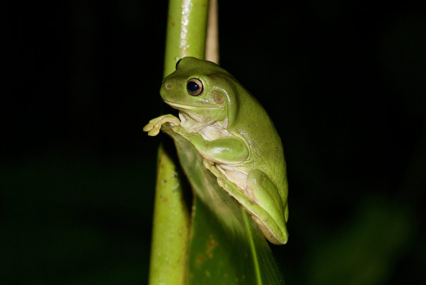Litoria caerulea