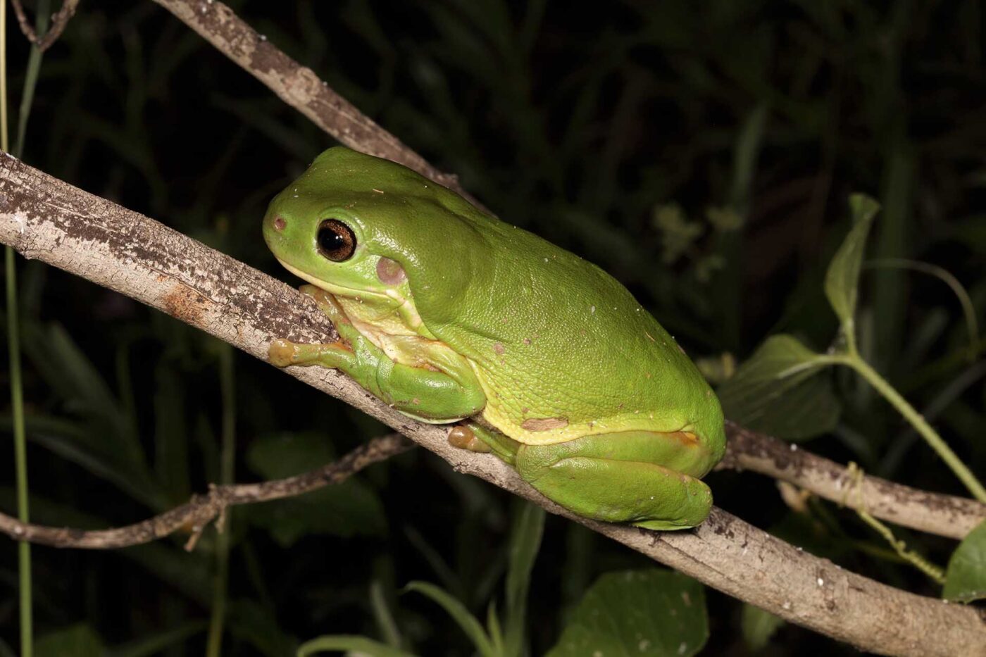 Litoria caerulea