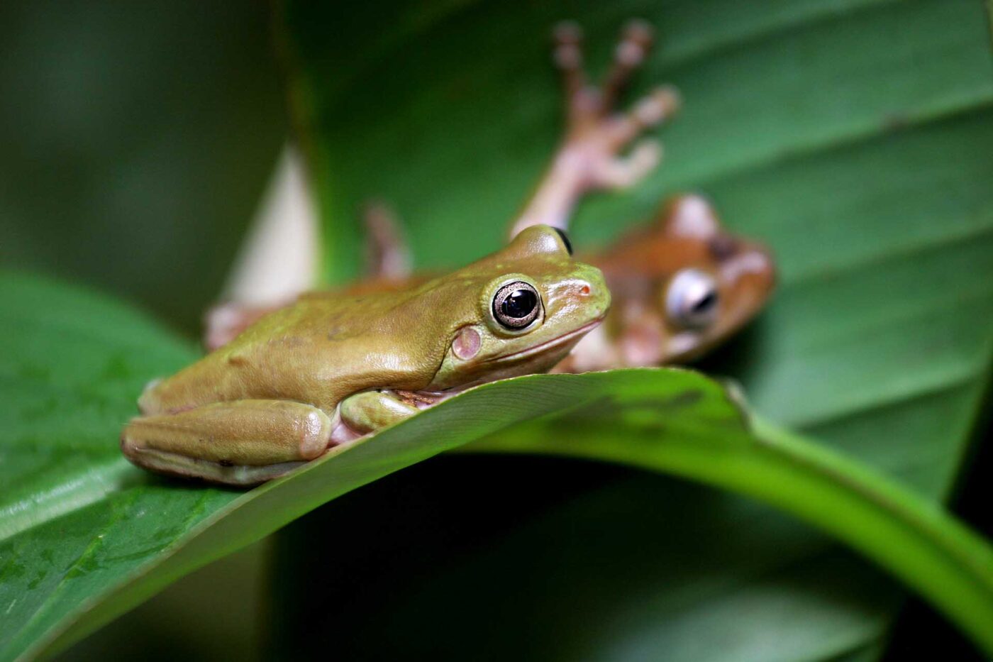 Litoria caerulea